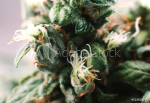 stock photo of cannabis plant