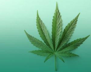 green gradient background with cannabis frond in the foreground